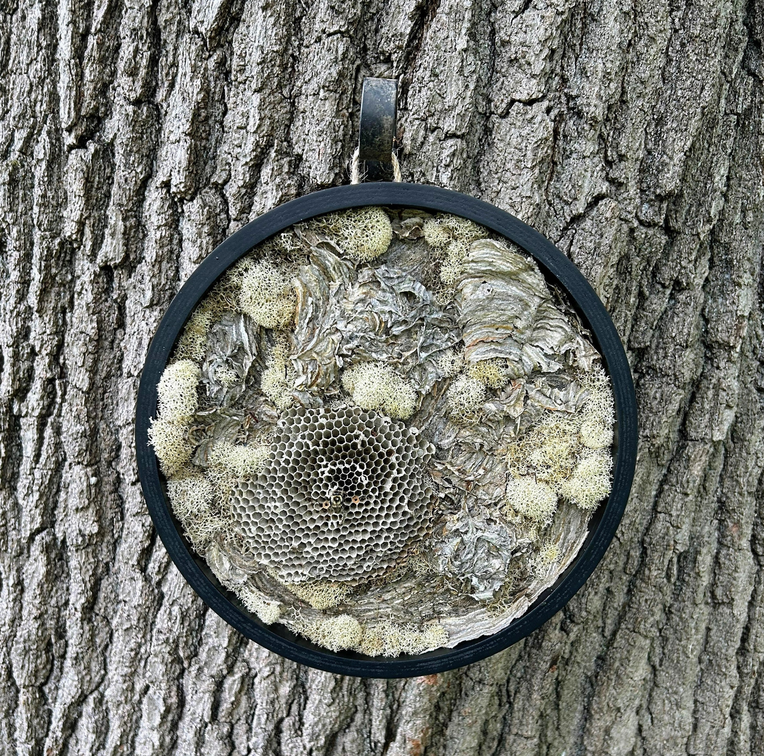 Wasp Nest Art