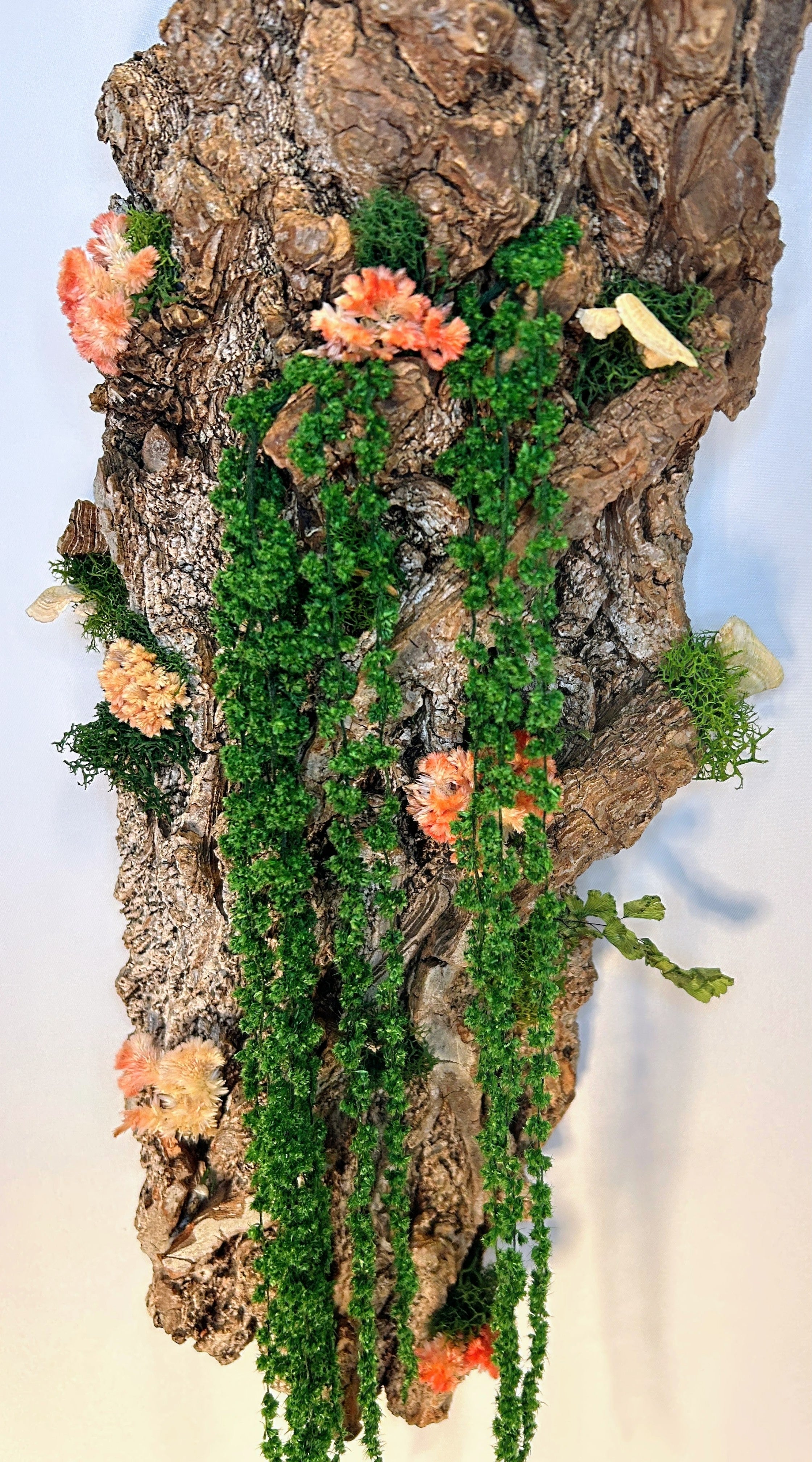 Celosia Bark