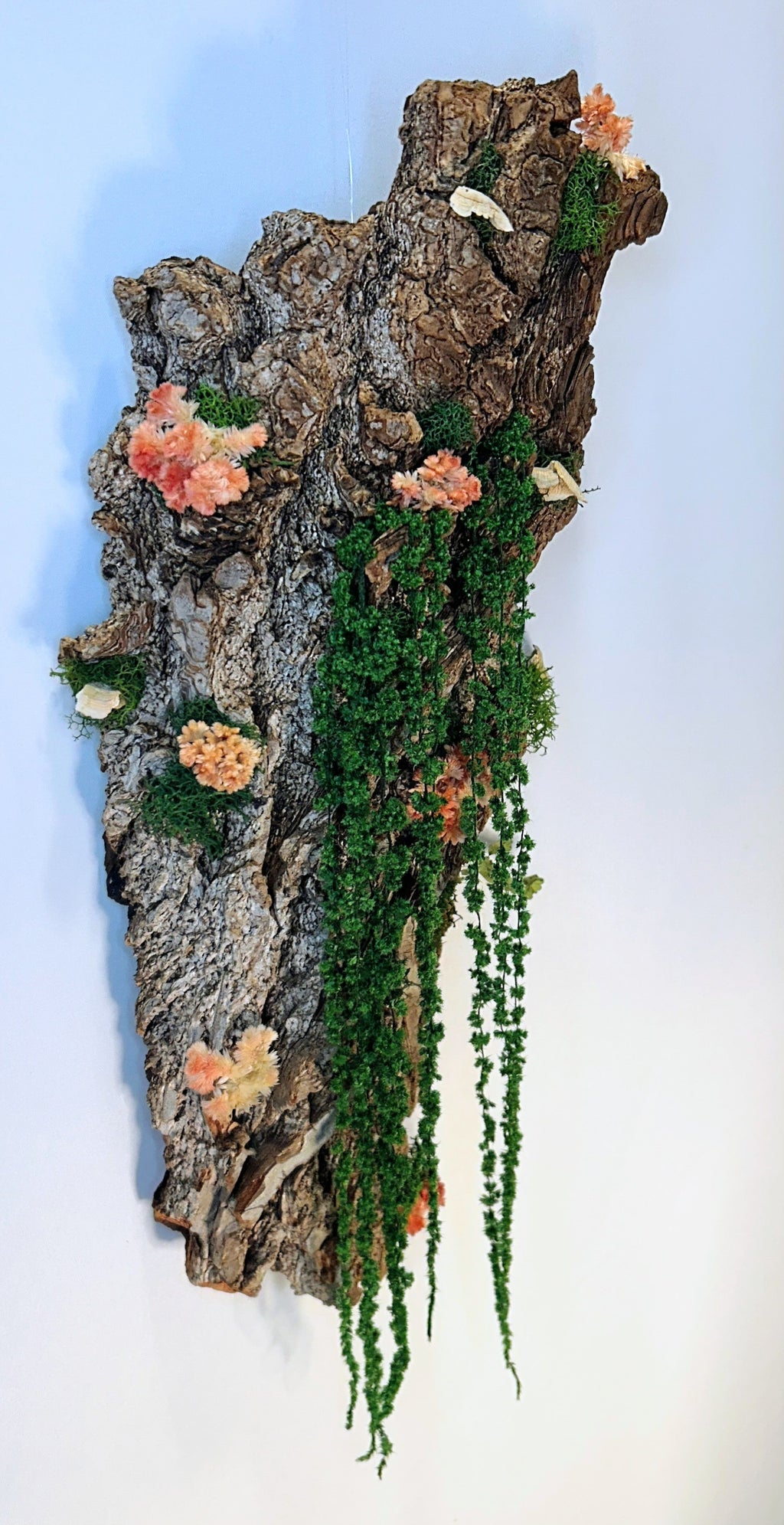 Celosia Bark