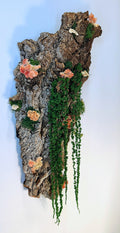 Celosia Bark
