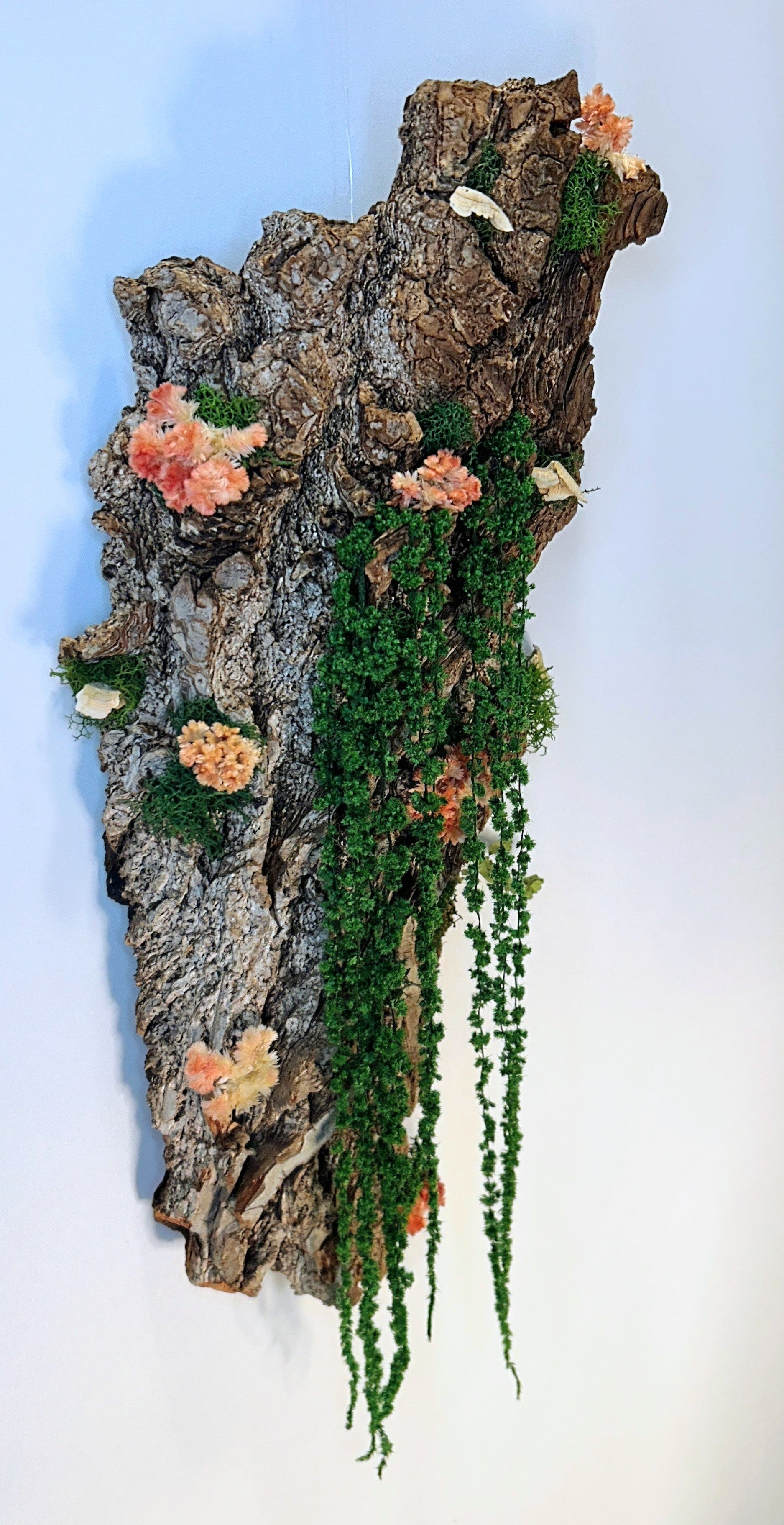 Celosia Bark
