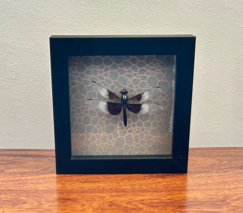 Dragon Fly