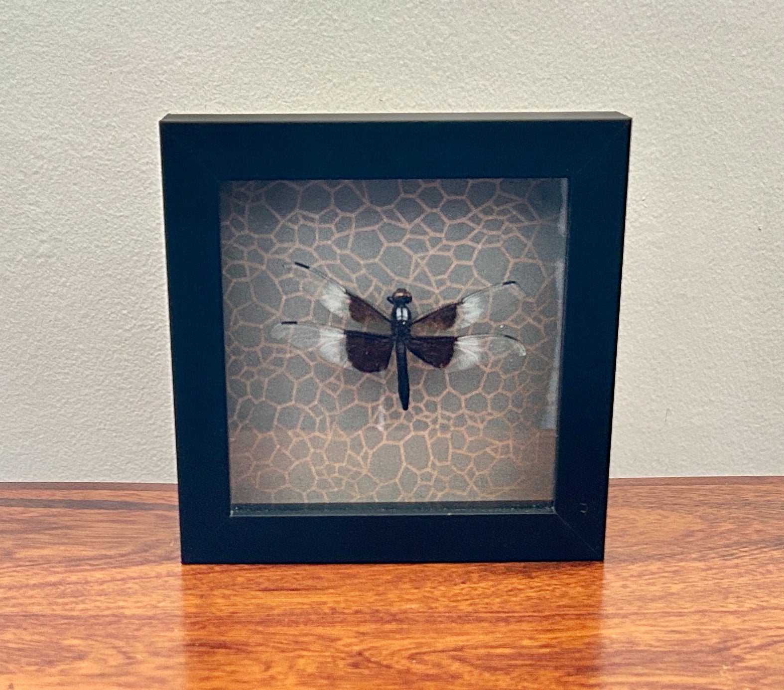 Dragon Fly