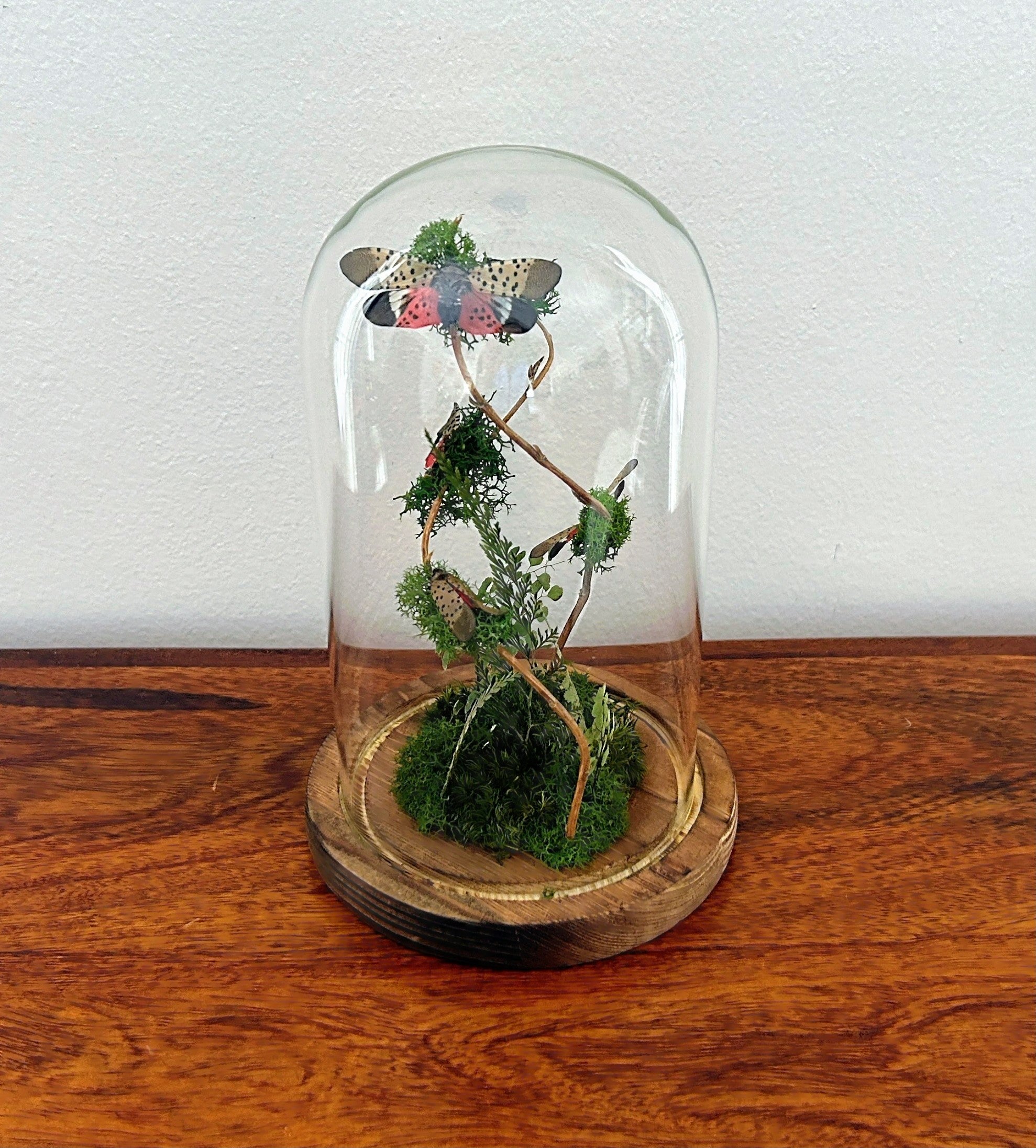 7.5" Spotted Lantern Fly Cloche