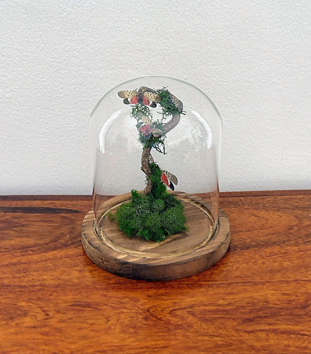 5.5" Spotted Lantern Fly Cloche