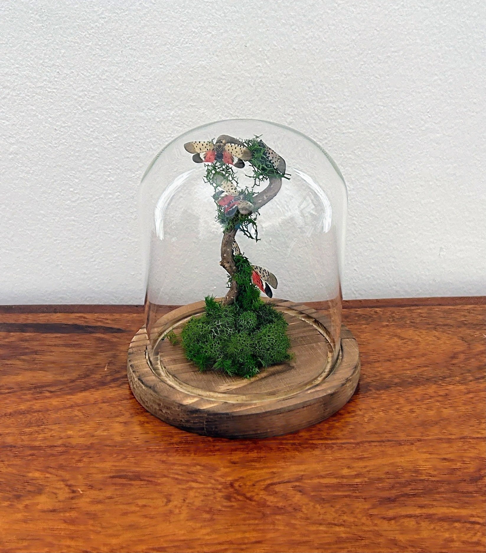 5.5" Spotted Lantern Fly Cloche