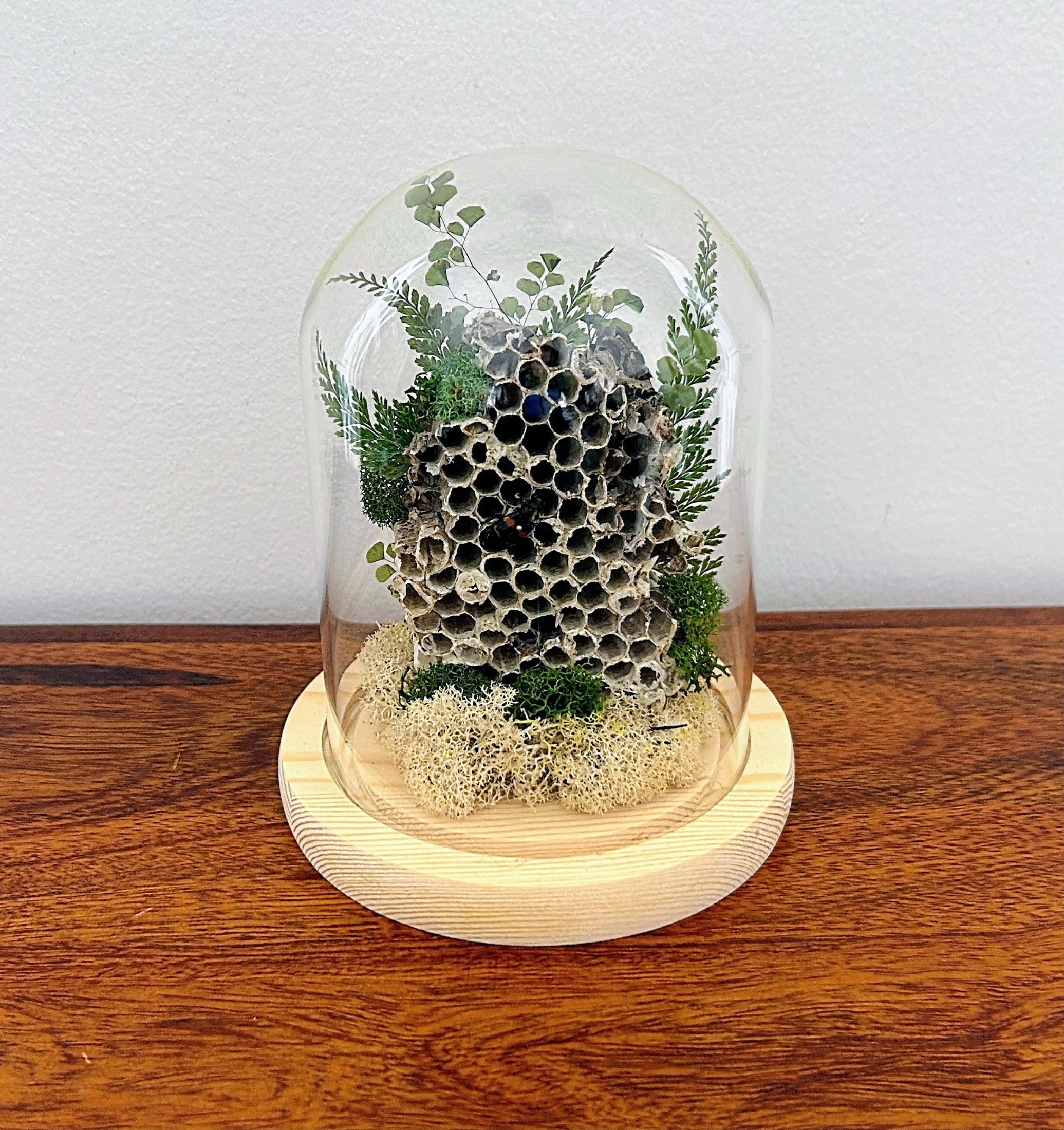 6" Honey Comb Cloche