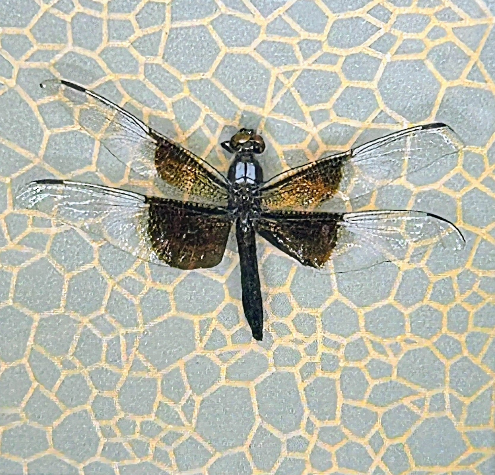 Dragon Fly