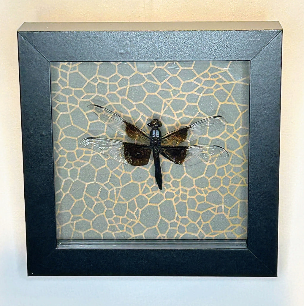 Dragon Fly