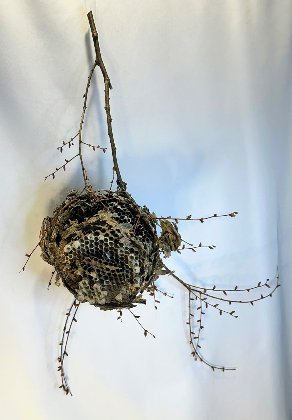 Wasp Nest Stick