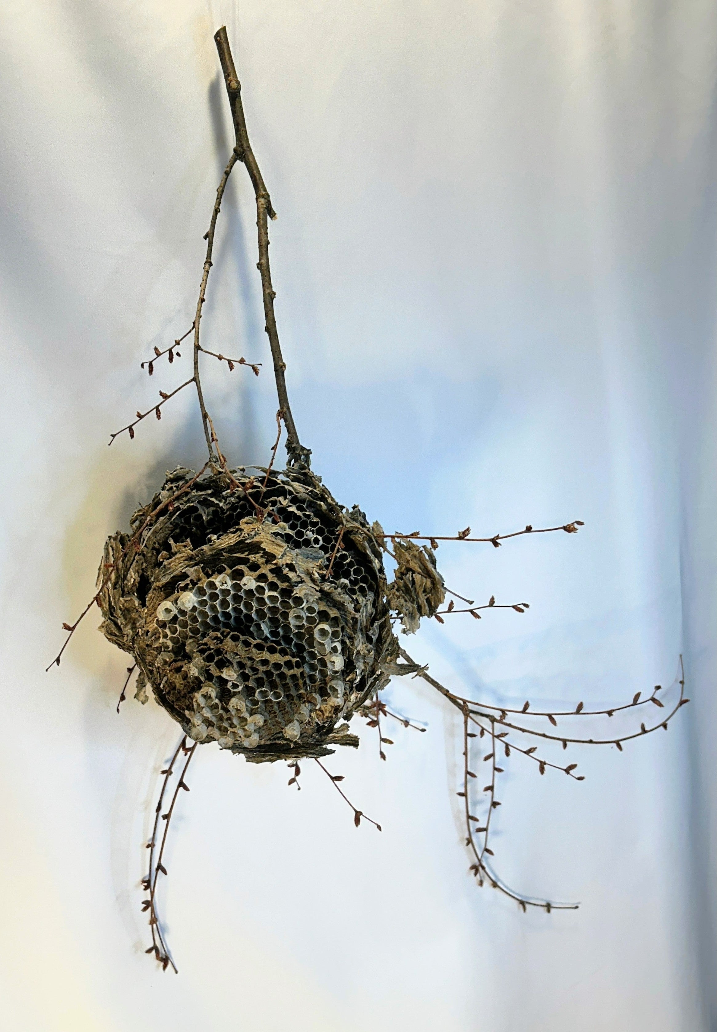 Wasp Nest Stick