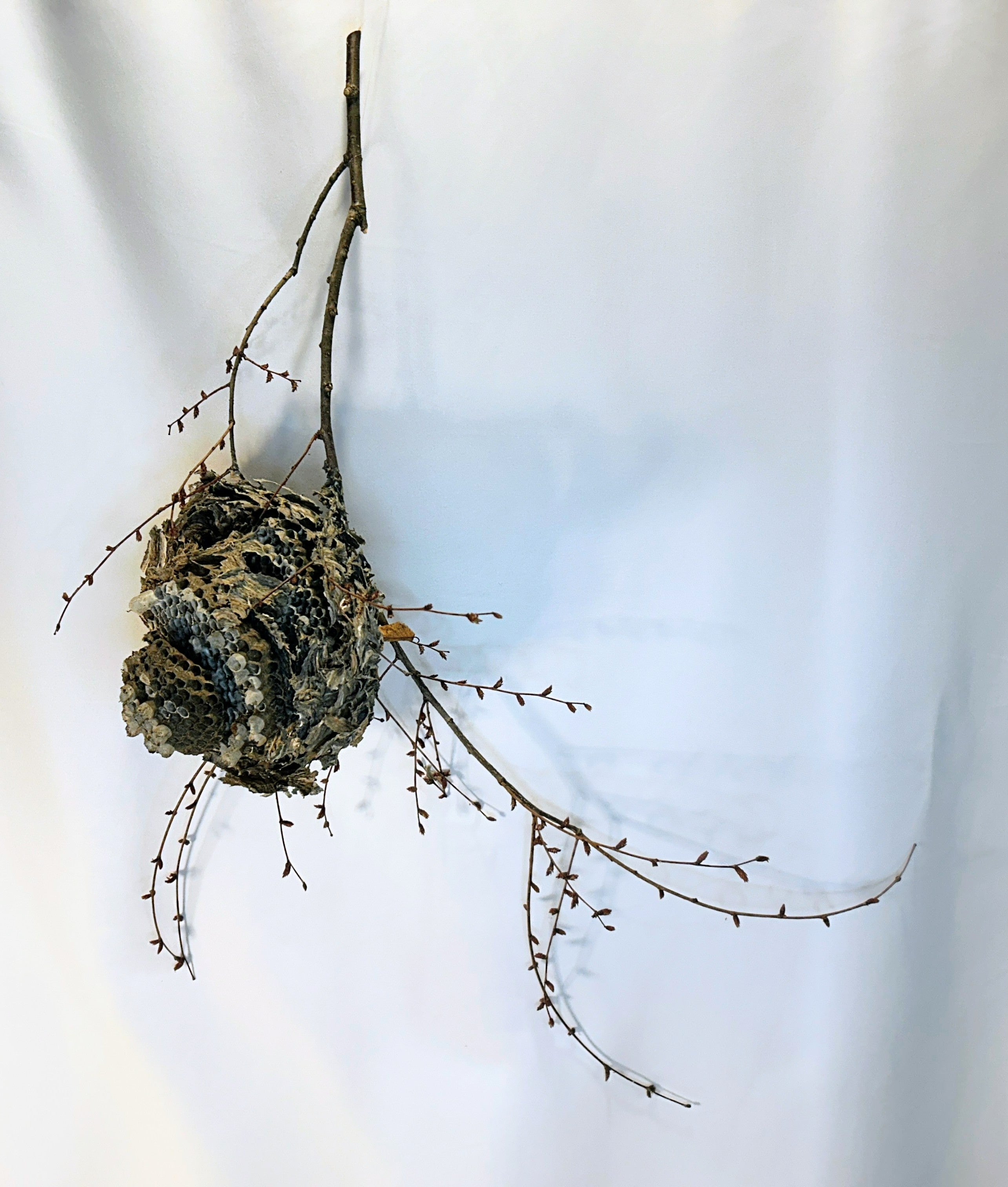Wasp Nest Stick