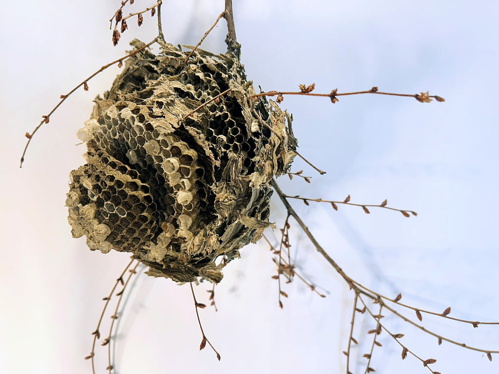 Wasp Nest Stick