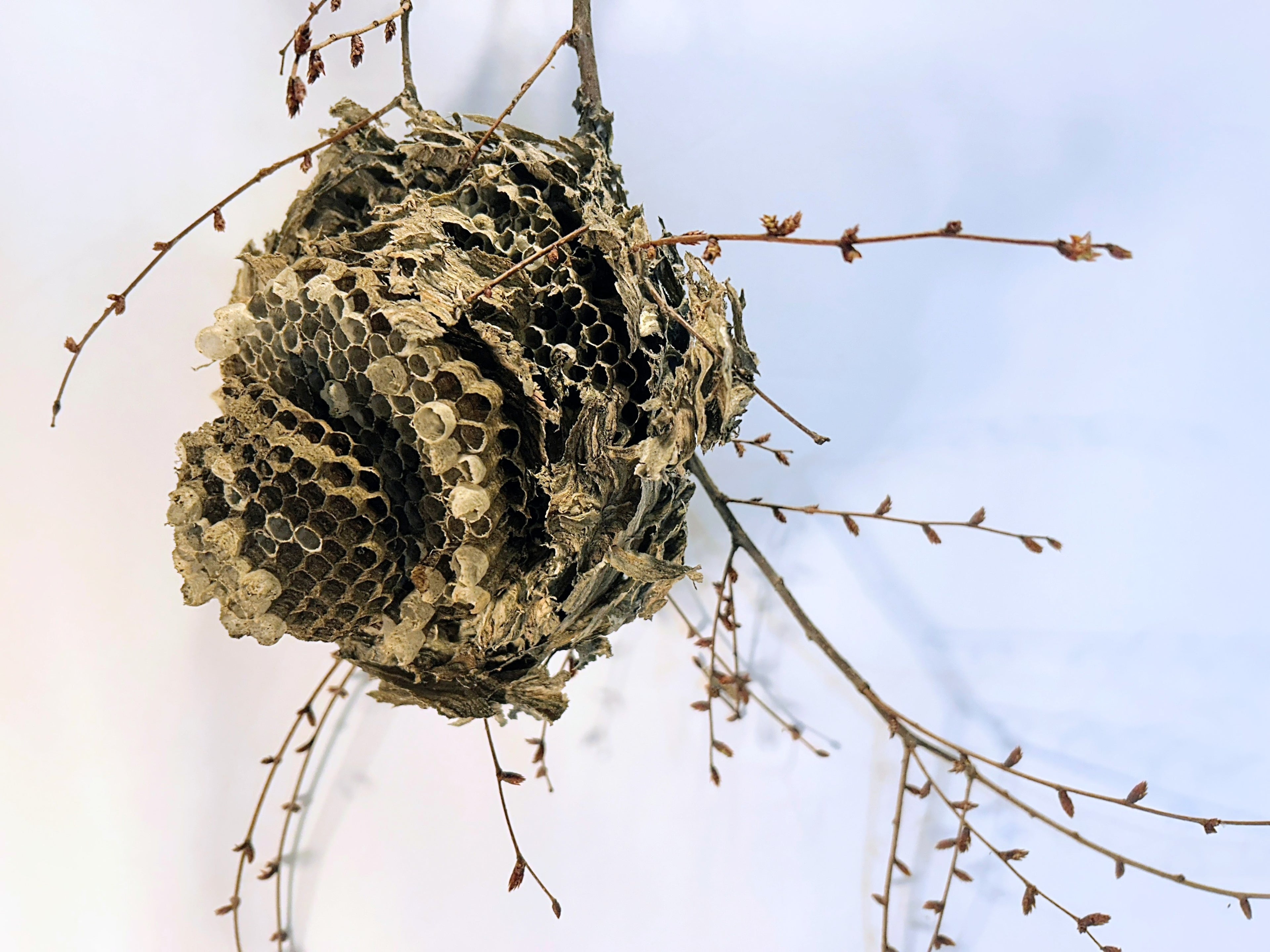 Wasp Nest Stick