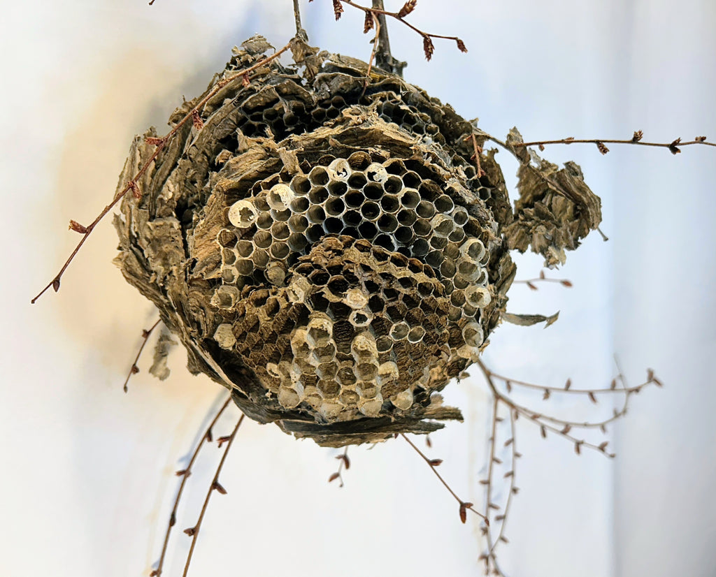 Wasp Nest Stick