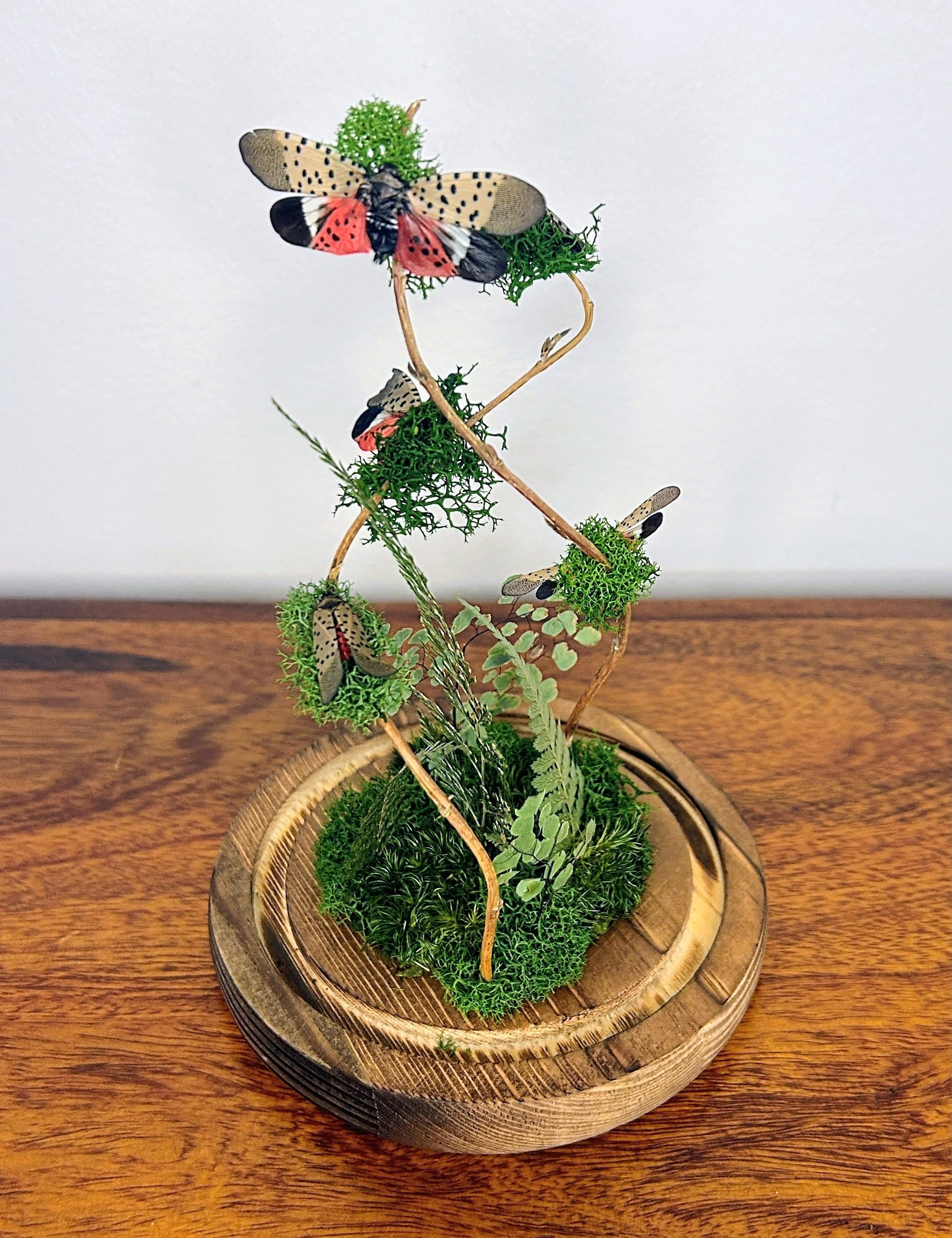 7.5" Spotted Lantern Fly Cloche