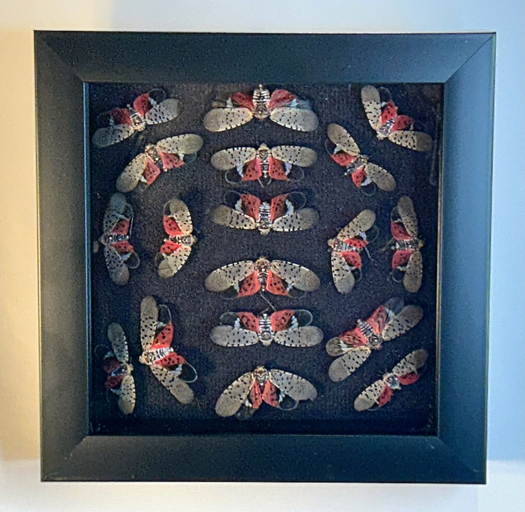 Spotted Lantern Fly Ring