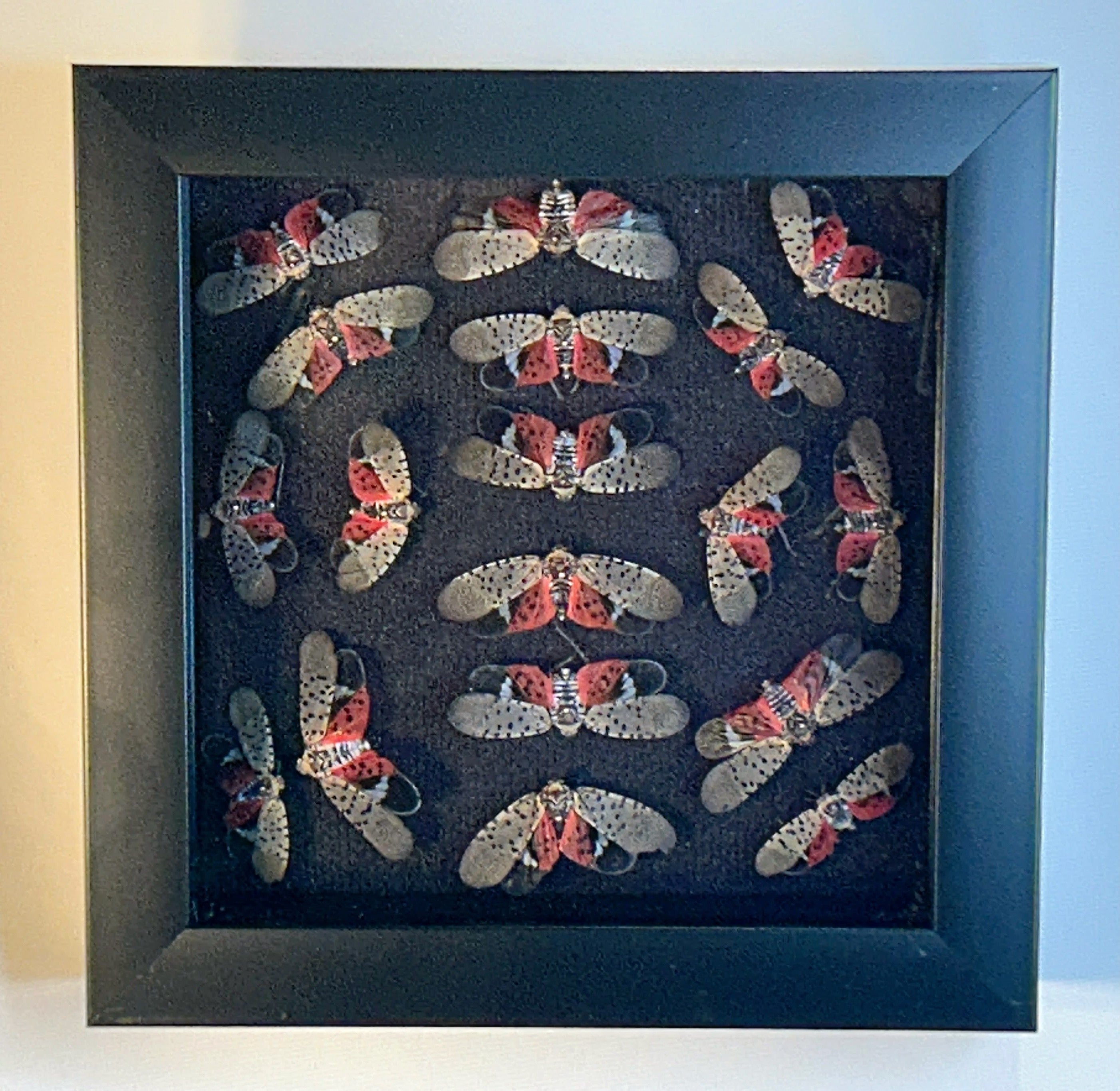 Spotted Lantern Fly Ring