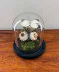 6" White Butterfly Cloche