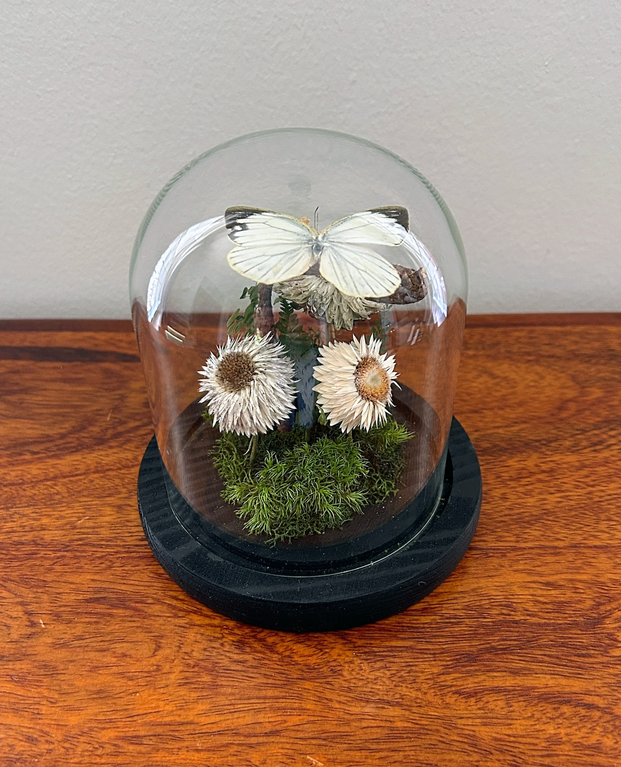 6" White Butterfly Cloche