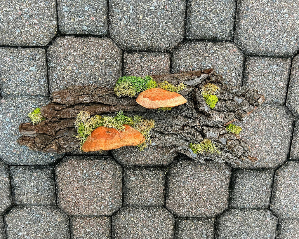 Bark Shroom - SOLD