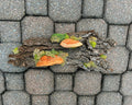 Bark Shroom - SOLD