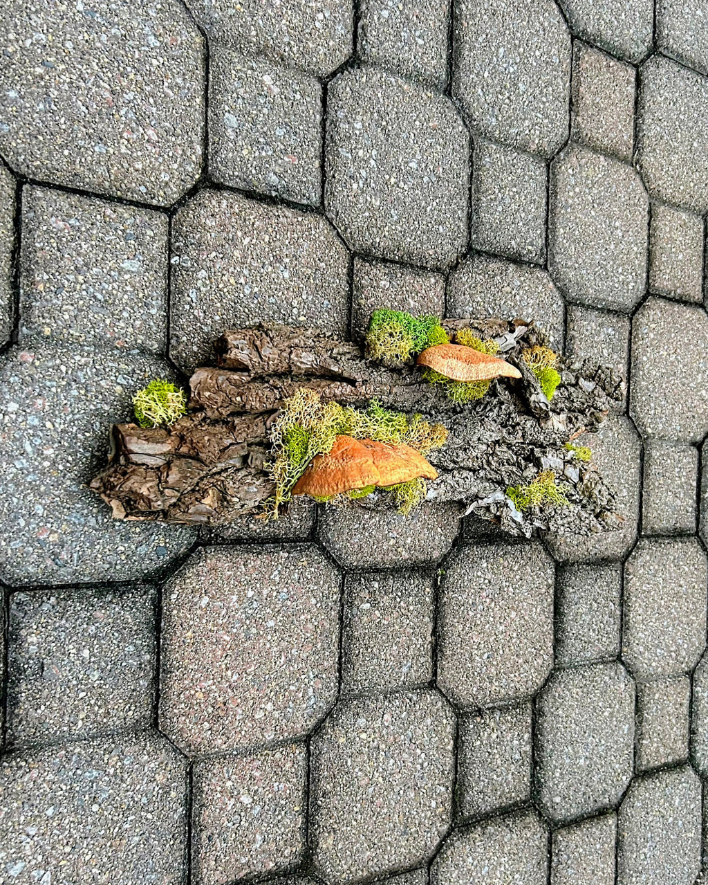 Bark Shroom - SOLD