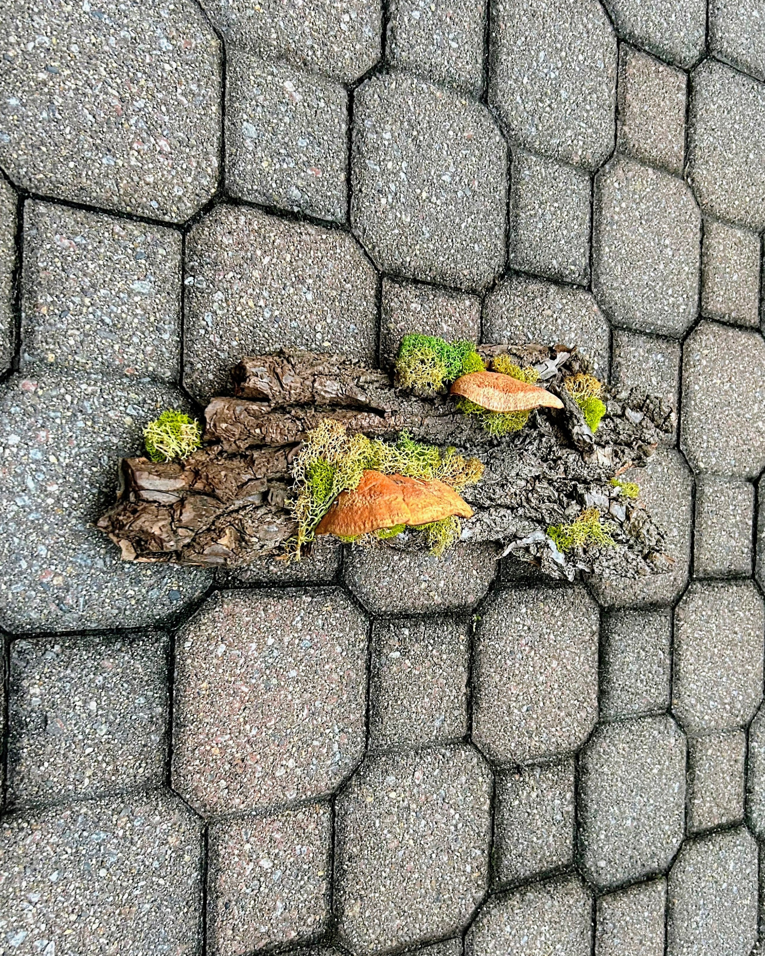 Bark Shroom - SOLD