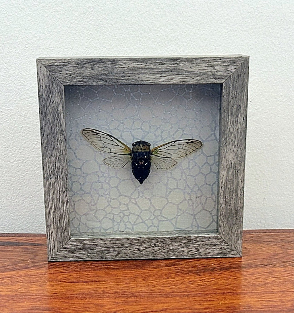 Cicada