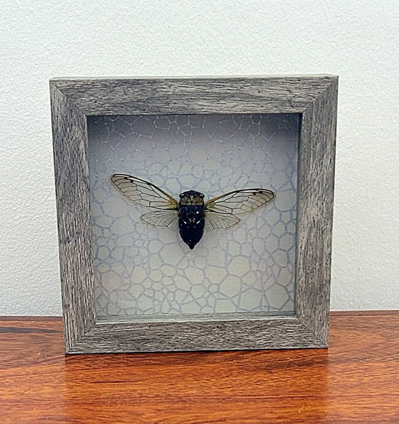 Cicada