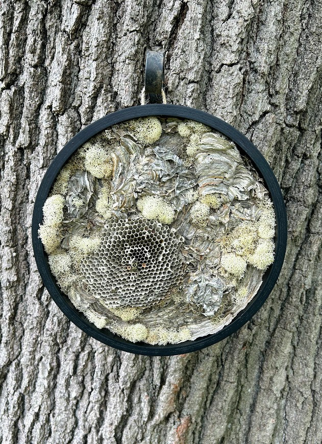Round Moss Nest