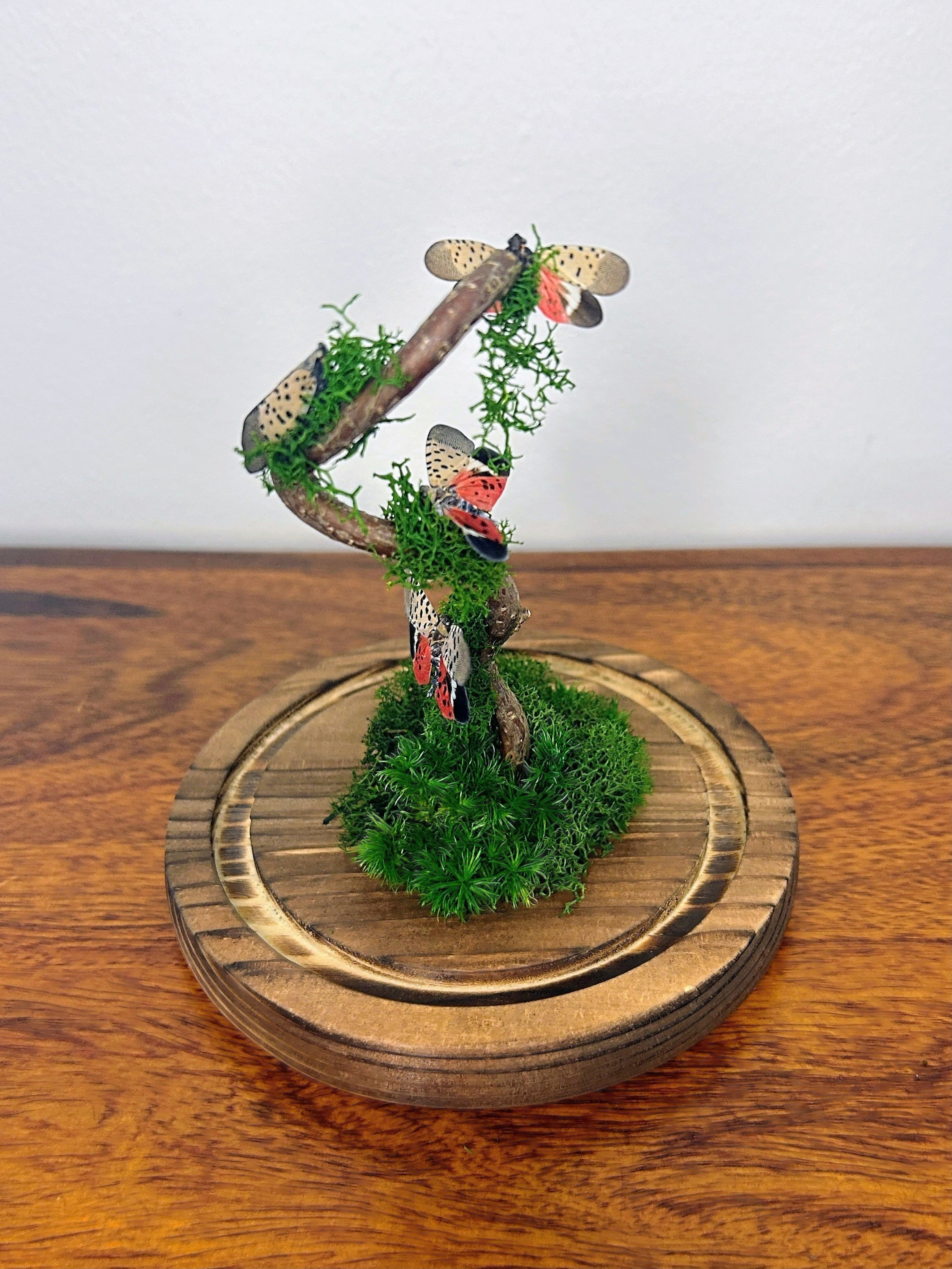 5.5" Spotted Lantern Fly Cloche