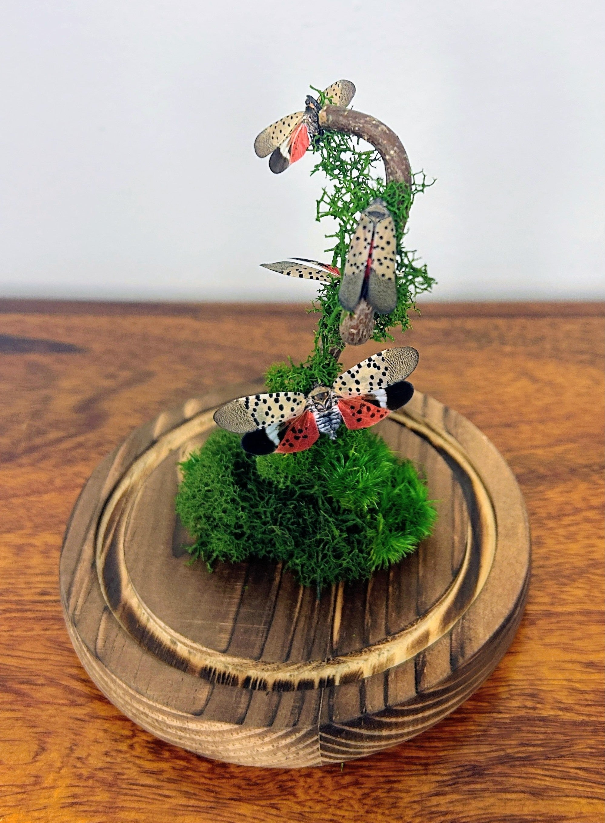 5.5" Spotted Lantern Fly Cloche