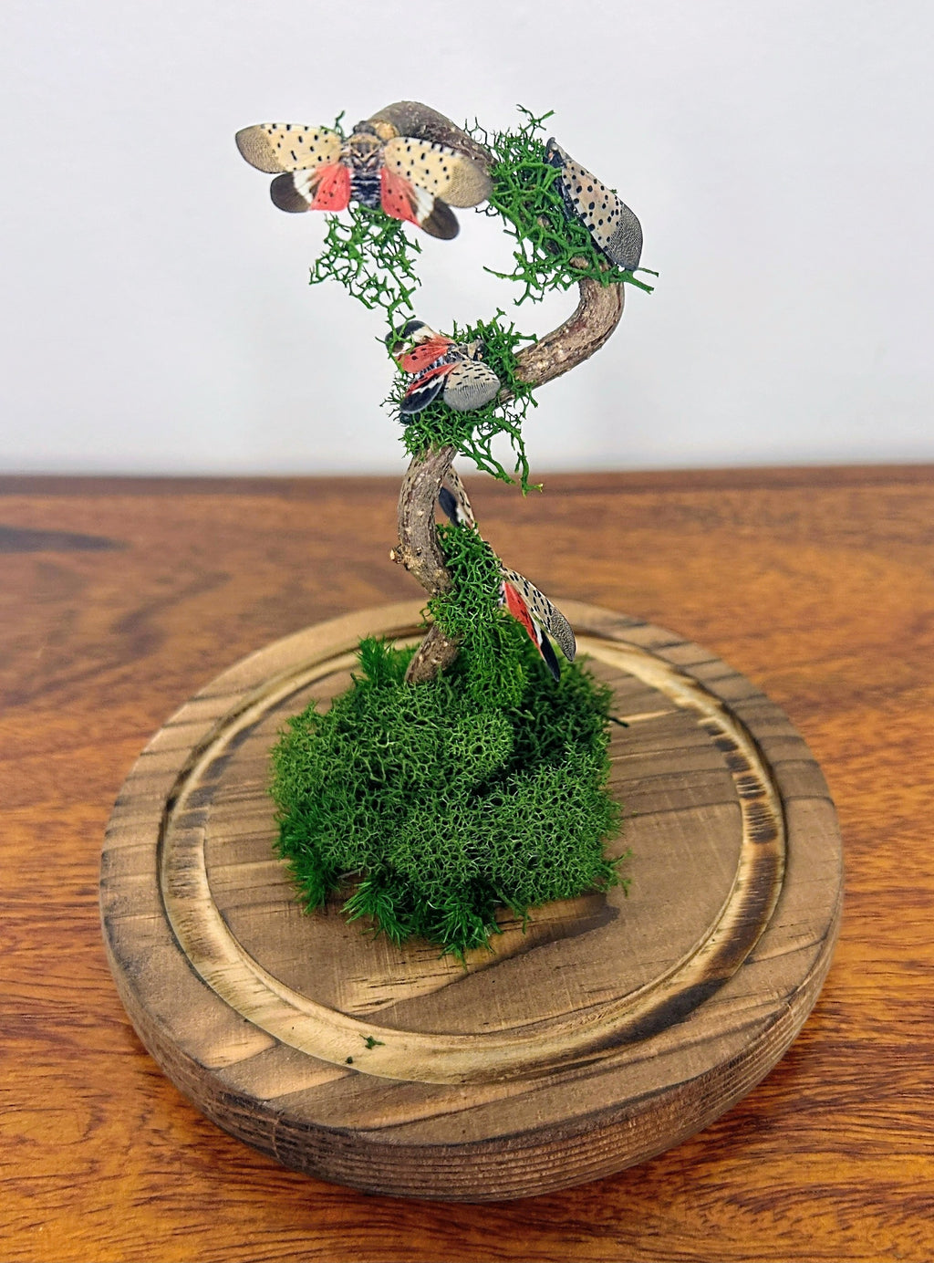 5.5" Spotted Lantern Fly Cloche