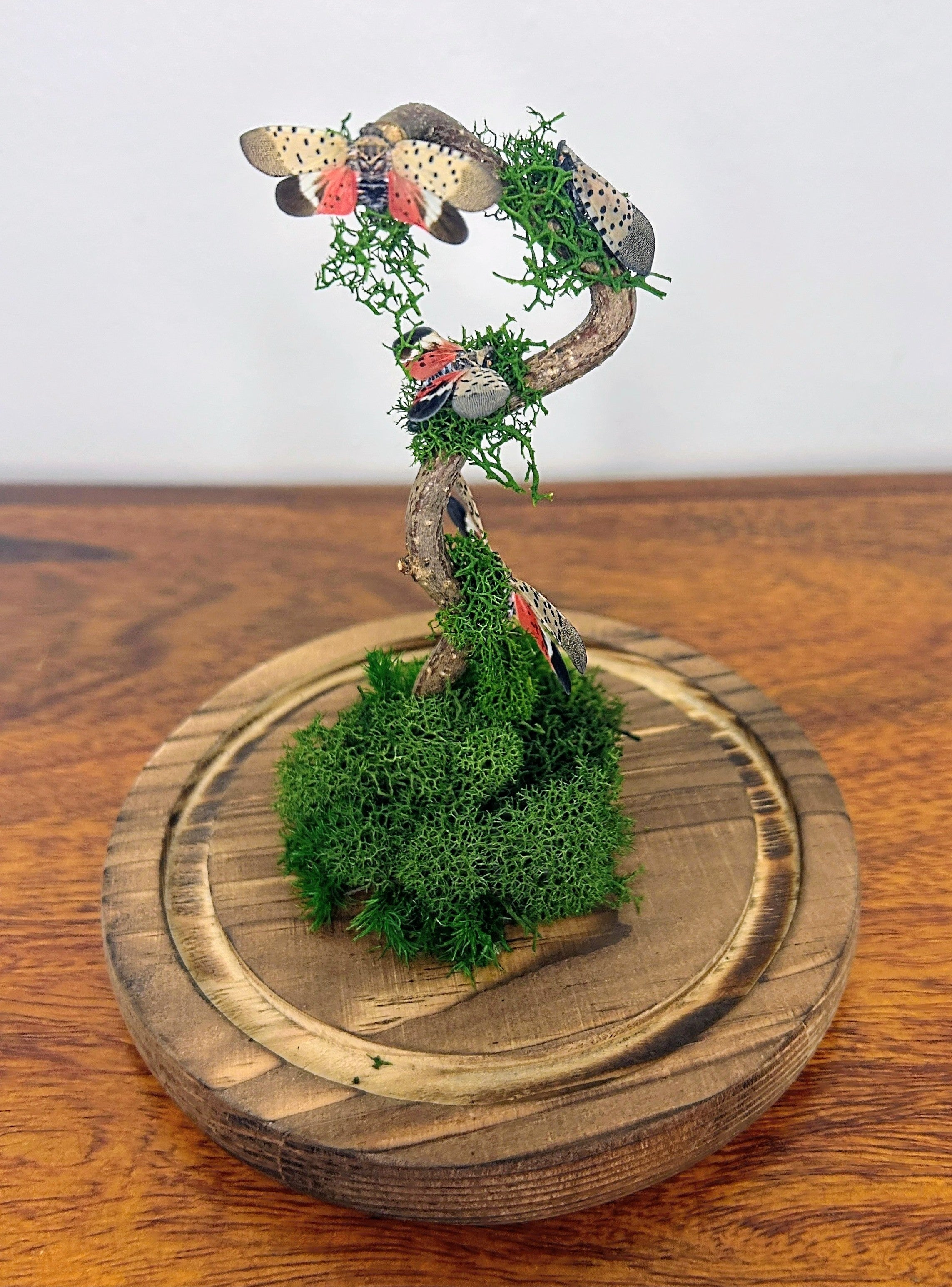 5.5" Spotted Lantern Fly Cloche
