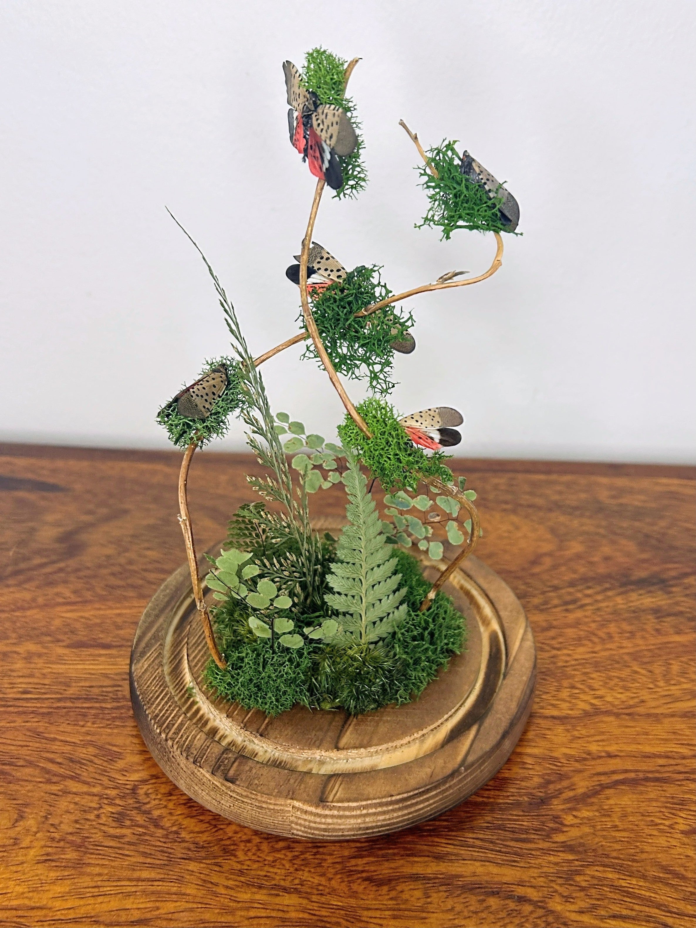 7.5" Spotted Lantern Fly Cloche