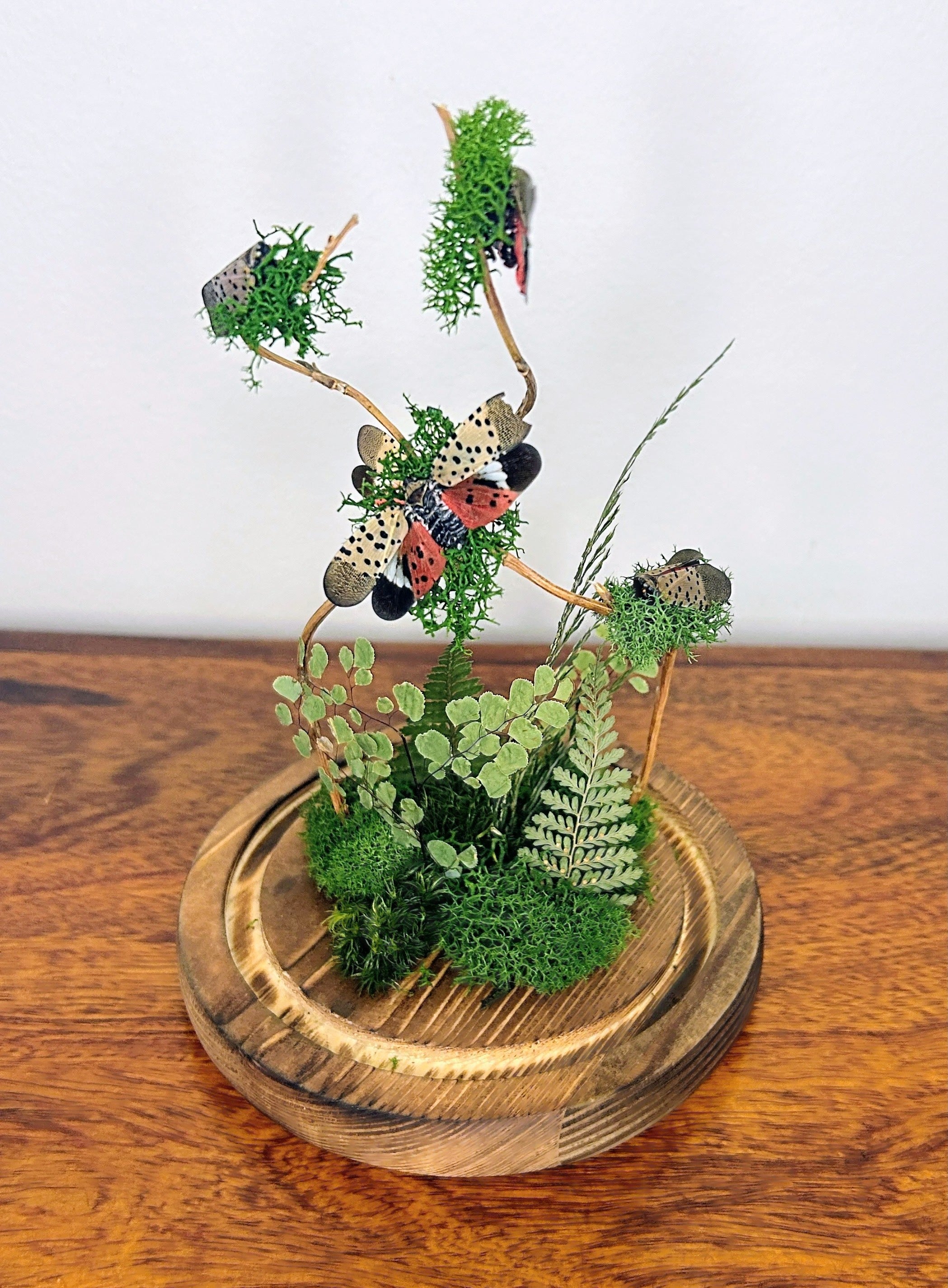 7.5" Spotted Lantern Fly Cloche