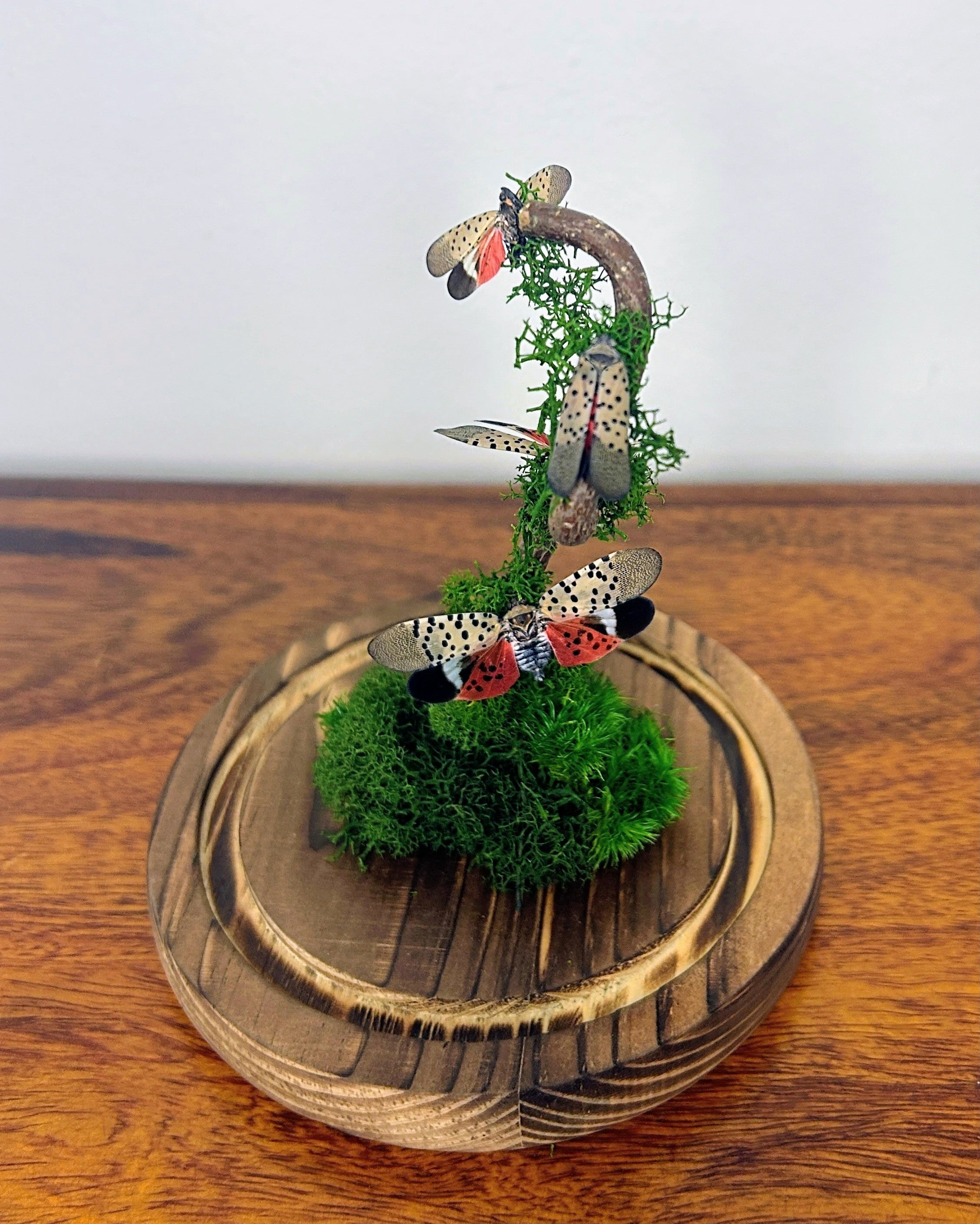 5.5" Spotted Lantern Fly Cloche