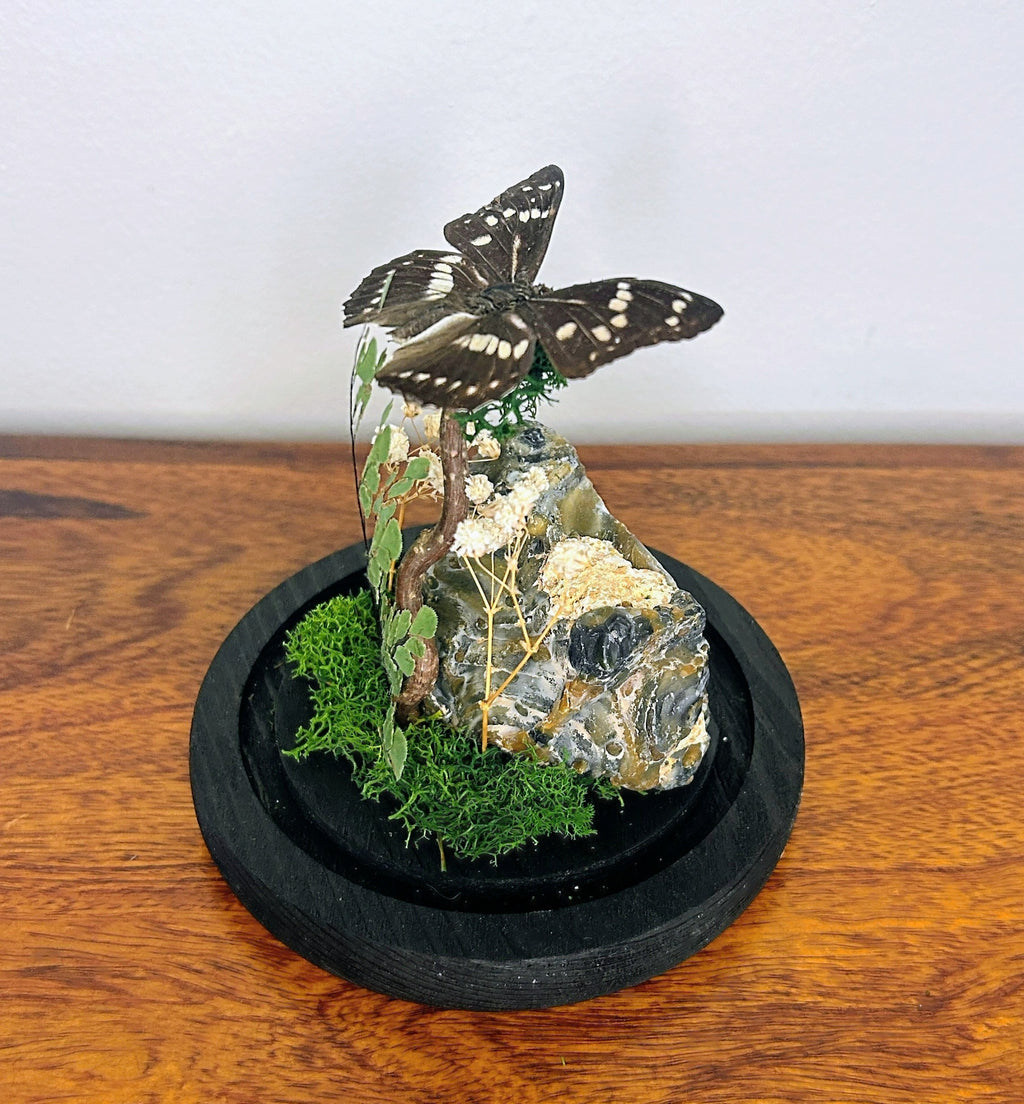 6" Black Butterfly Cloche