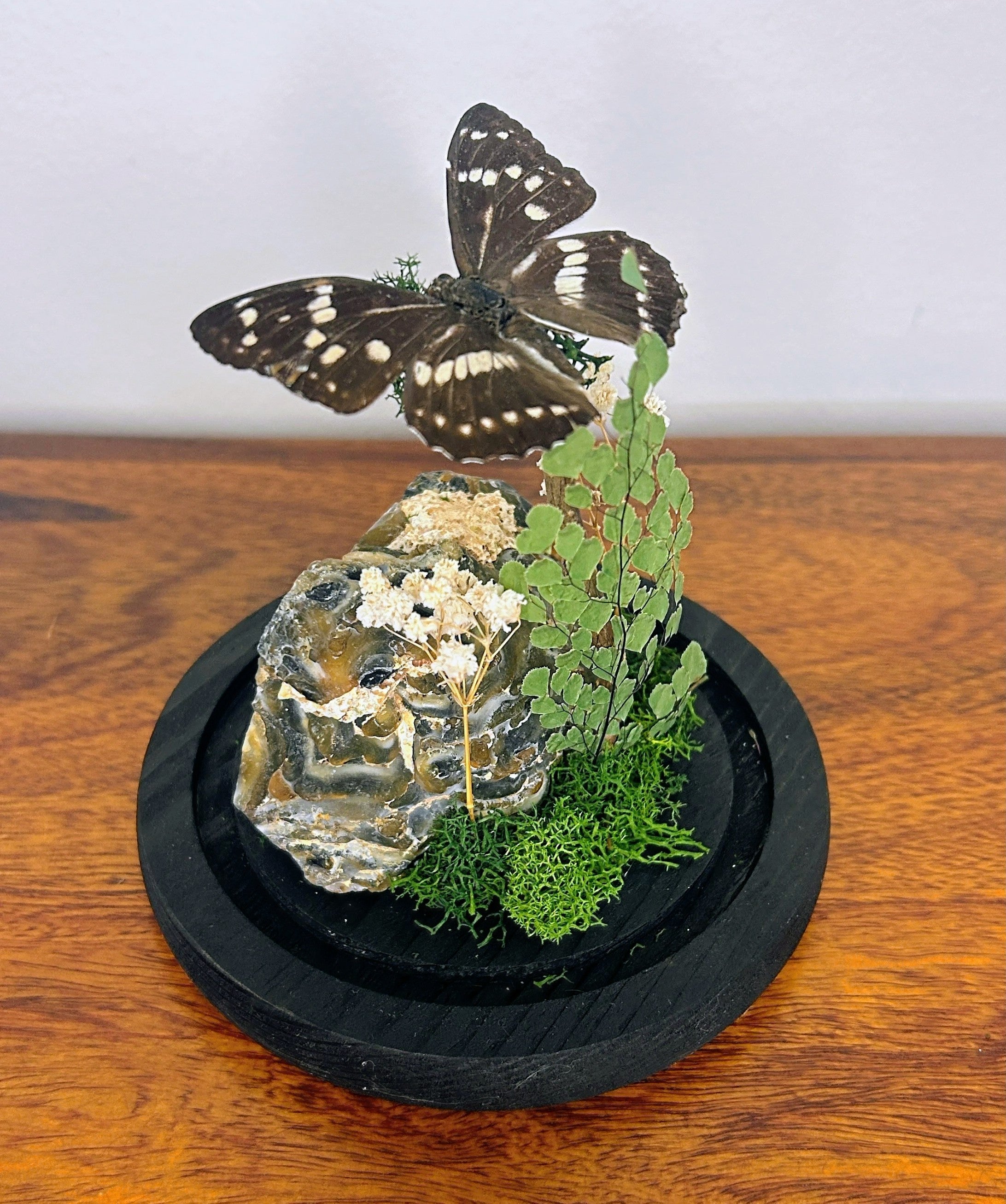 6" Black Butterfly Cloche