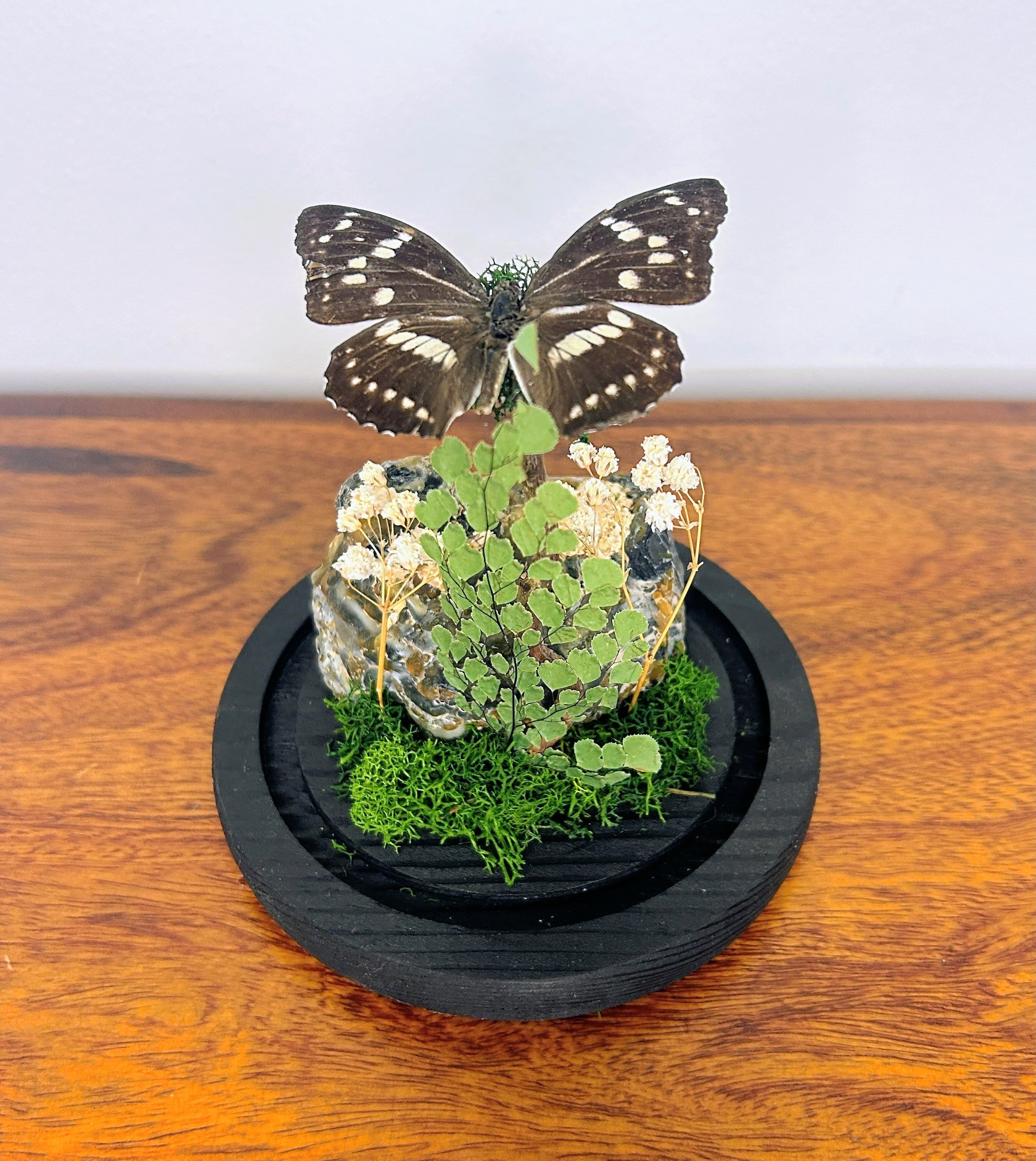6" Black Butterfly Cloche
