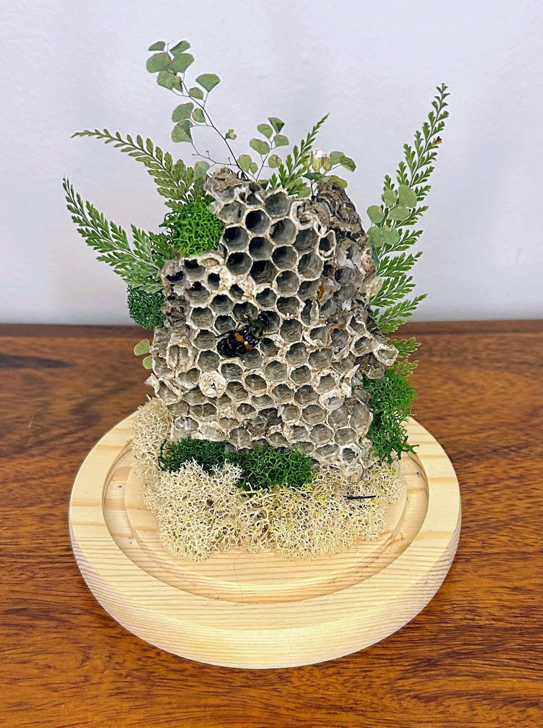 6" Honey Comb Cloche