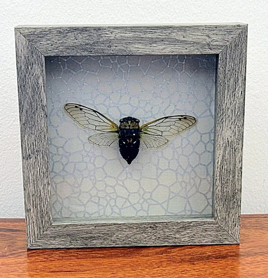 Cicada