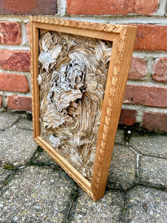 Wasp Nest Waves