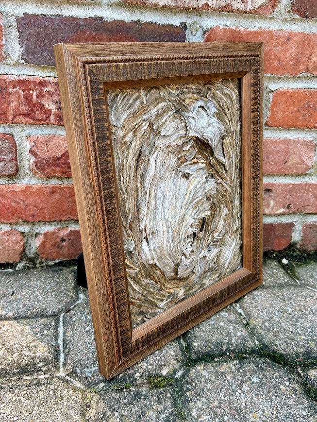Wasp Nest Swirl