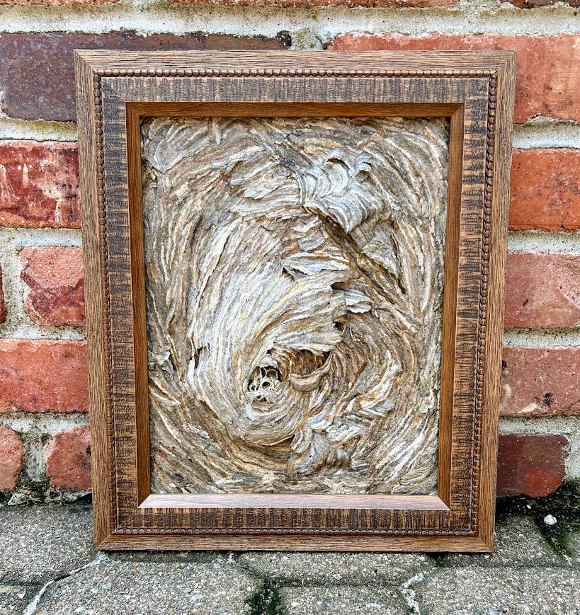 Wasp Nest Swirl