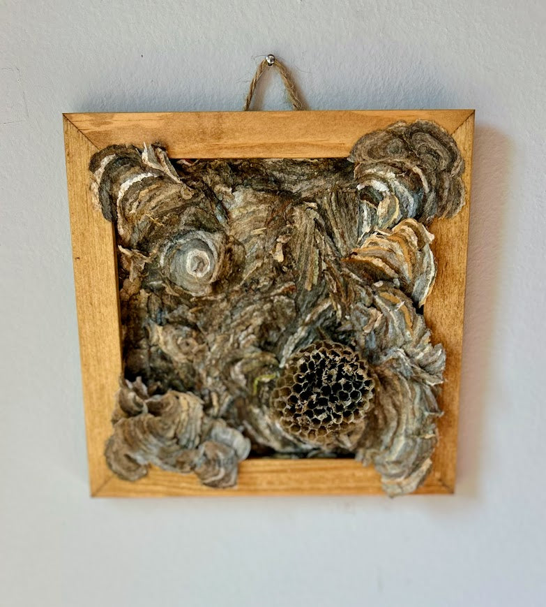 Small Wasp Paper & Comb - SOLD