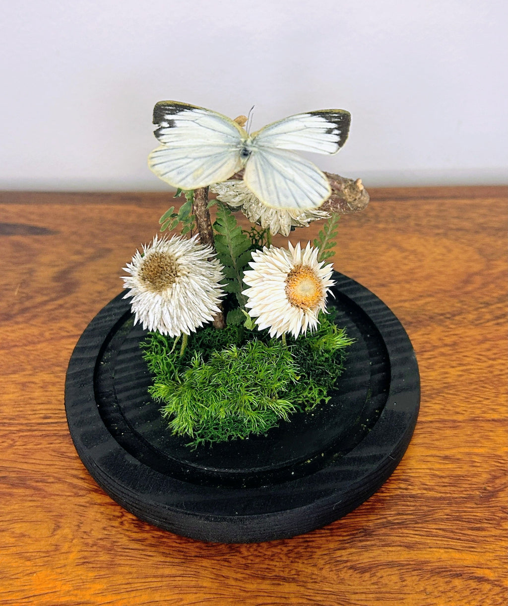 6" White Butterfly Cloche